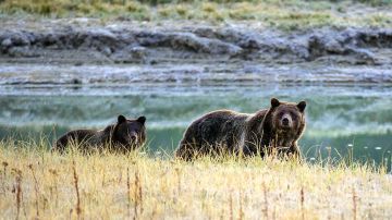 Mujer de 73 años fue atacada por un oso cuando caminaba por un parque nacional en Montana