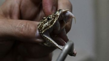Hospitalizan a empleada del zoológico de Cincinnati tras ser mordida por una serpiente de cascabel