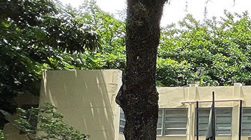 Policía de Rio de Janeiro