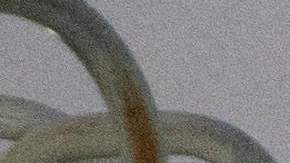 Un hombre con grilletes aborda el primer vuelo de deportación de venezolanos indocumentados.