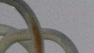 Un hombre con grilletes aborda el primer vuelo de deportación de venezolanos indocumentados.