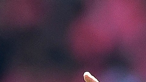 Antonio Mohamed incumplió el artículo 41 del Reglamento de la Liga MX.