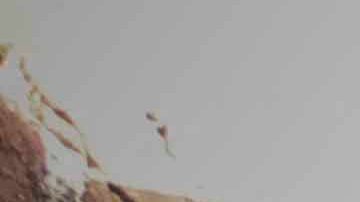 VIDEO: Policía en México conmueve al amamantar a bebé en Acapulco que llevaba dos días sin comer