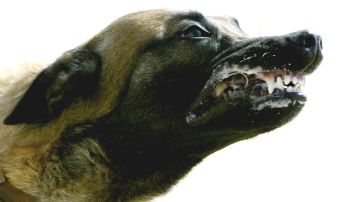 Acusan a un funcionario del Departamento de Defensa de dirigir una red de peleas de perros