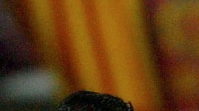 Claude Makelele entra de cambio por David Beckham en su época de jugadores del Real Madrid.