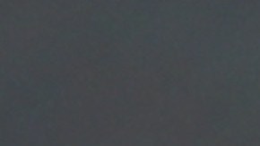 A spotted-wing drosophila (Drosophila suzukii) fly sits on a grape in the vineyard of family Mohr in Bensheim an der Bergstrasse, central Germany, on September 10, 2014. Wine growers are worried about the fly. Some red wine grapes will have to be harvested earlier because of the fly according to the German Wine Institute. AFP PHOTO / DPA / FREDRIK VON ERICHSEN +++ GERMANY OUT +++ (Photo credit should read FREDRIK VON ERICHSEN/DPA/AFP via Getty Images)