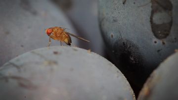 A spotted-wing drosophila (Drosophila suzukii) fly sits on a grape in the vineyard of family Mohr in Bensheim an der Bergstrasse, central Germany, on September 10, 2014. Wine growers are worried about the fly. Some red wine grapes will have to be harvested earlier because of the fly according to the German Wine Institute. AFP PHOTO / DPA / FREDRIK VON ERICHSEN +++ GERMANY OUT +++ (Photo credit should read FREDRIK VON ERICHSEN/DPA/AFP via Getty Images)