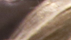 En Bangor, Maine, donde vive junto a su hijo, no se permiten gallinas de traspatio.