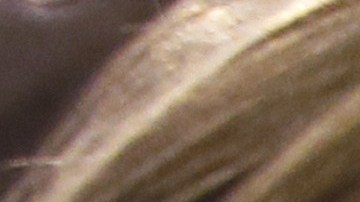 En Bangor, Maine, donde vive junto a su hijo, no se permiten gallinas de traspatio.