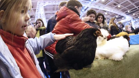 En Bangor, Maine, donde vive junto a su hijo, no se permiten gallinas de traspatio.