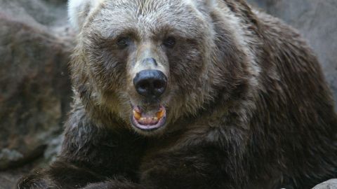 Oso atacó a un guardia de seguridad dentro de la cocina de un resort de lujo en Aspen