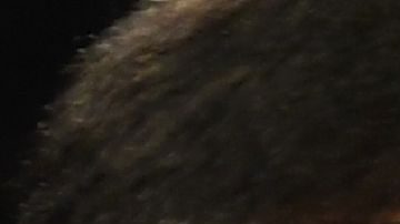 Miguel 'Alacrán' Berchelt