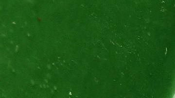 ¿Cómo evitar que cada mexicano desperdicie 94 kilos de alimentos anualmente?