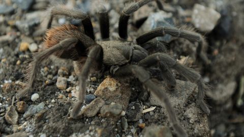 Tarántula provoca accidente de tránsito en el Parque Nacional Valle de la Muerte en California