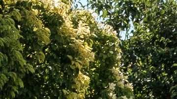 Trabajadores del SEIU-UHW en huelga afuera del Centro Medico Providence St. Joseph en Burbank.