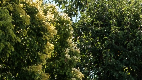 Trabajadores del SEIU-UHW en huelga afuera del Centro Medico Providence St. Joseph en Burbank.