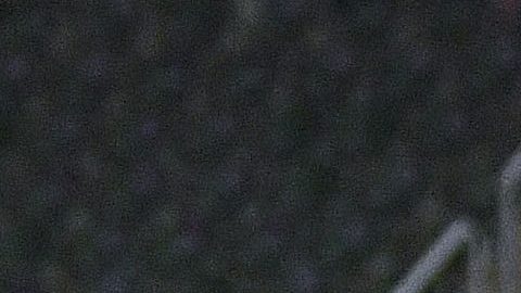 Alexis Vega y Cristian Calderón, jugadores de las Chivas de Guadalajara de la Liga MX.