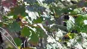 Las autoridades han intensificado la búsqueda de Robert Card