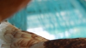 Detectan gripe aviar en aves de corral en Utah y Dakota del Sur