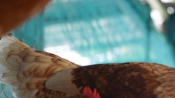 Detectan gripe aviar en aves de corral en Utah y Dakota del Sur