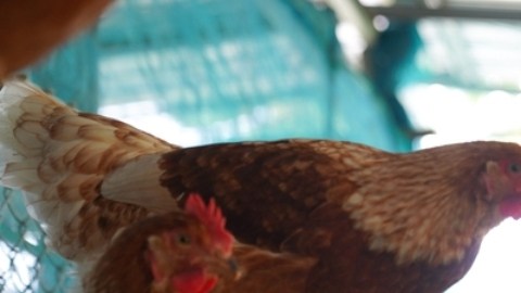 Detectan gripe aviar en aves de corral en Utah y Dakota del Sur