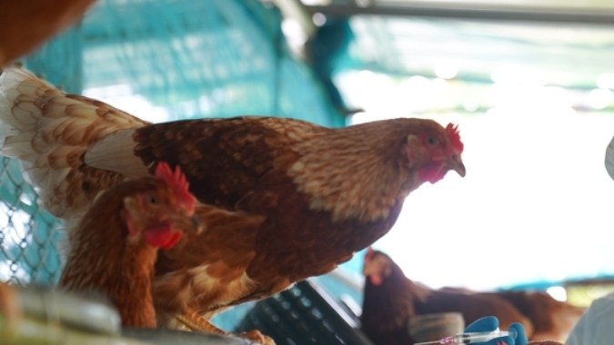 Detectan gripe aviar en aves de corral en Utah y Dakota del Sur