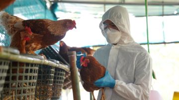 Detectan gripe aviar en aves de corral en Utah y Dakota del Sur