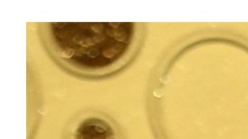 Michelle Williams y Britney Spears