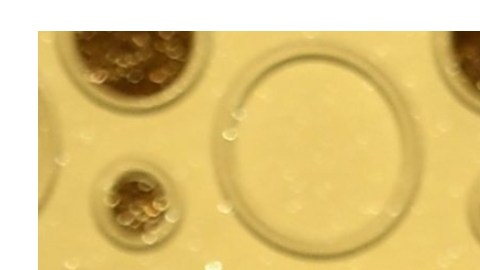 Michelle Williams y Britney Spears