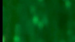 La cantante Noelia desata polémica tras declaraciones contra el cantante Ricardo Montaner.