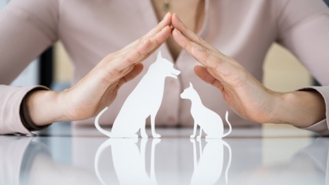 Aumentan las razones para contratar un seguro de mascota: por qué