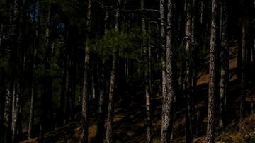 tunel derrumbado en Uttarkashi, India