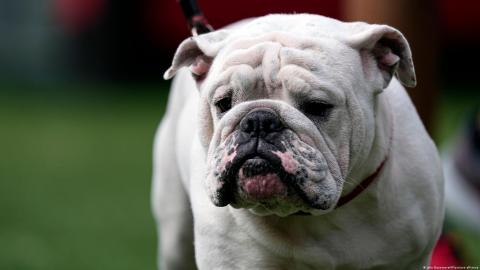 Misteriosa enfermedad se propaga entre perros en EE.UU. UU.