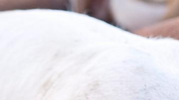 La UKHSA indicó que "no se ha determinado aún la fuente de infección" por gripe porcina, por lo que "sigue bajo investigación".