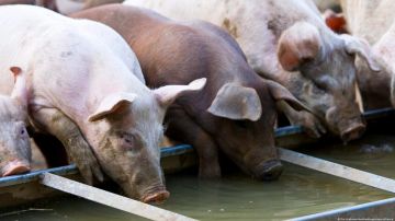 La UKHSA indicó que "no se ha determinado aún la fuente de infección" por gripe porcina, por lo que "sigue bajo investigación".