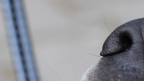 Mujer de Utah a quien le amputaron una pierna después de un ataque de una jauría de perros murió