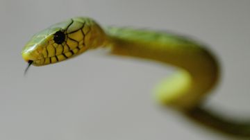 Serpiente "extremadamente venenosa" escapa en vecindario de Países Bajos y desatan cacería ante inminente peligro