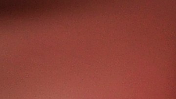 A handler holds one of 58 homeless Chihuahuas and small mixed breed dogs from Los Angeles which are being flown to Edmonton, Canada for adoption as part of the Society for the Prevention of Cruelty to Animals Los Angeles (spcaLA) "Air Chihuahua program," at an airport in Long Beach, California February 11, 2011. The "Freedom Flight" aboard a private Gulfstream III jet provided by Orange Dog Inc matches unwanted dogs from southern California with new owners in other parts of North America. AFP PHOTO / Robyn Beck (Photo credit should read ROBYN BECK/AFP via Getty Images)