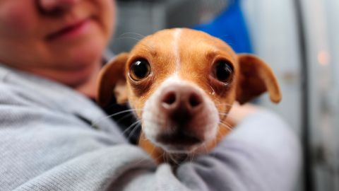 A handler holds one of 58 homeless Chihuahuas and small mixed breed dogs from Los Angeles which are being flown to Edmonton, Canada for adoption as part of the Society for the Prevention of Cruelty to Animals Los Angeles (spcaLA) "Air Chihuahua program," at an airport in Long Beach, California February 11, 2011. The "Freedom Flight" aboard a private Gulfstream III jet provided by Orange Dog Inc matches unwanted dogs from southern California with new owners in other parts of North America. AFP PHOTO / Robyn Beck (Photo credit should read ROBYN BECK/AFP via Getty Images)