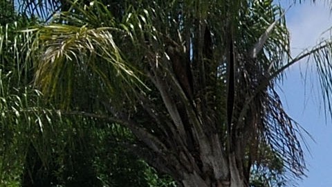 Mujer de Florida hallada muerta en una unidad de almacenamiento a nombre de su ex esposo