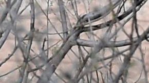 Condenan a 31 años de cárcel a operador de “Los Zetas”, José Iván Treviño, "El Trevi"