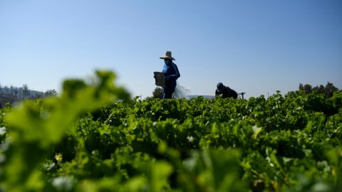 Muchas de las manos que cultivan las tierras estadounidenses son de migrantes.