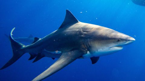 Bull sharks circle a bait box during a shark dive off the coast of Jupiter, Florida on February 12, 2022. (Photo by Joseph Prezioso / AFP) (Photo by JOSEPH PREZIOSO/AFP via Getty Images)