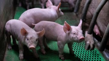 FDA alisto posible retiro de medicamento utilizado por industria porcina que causaría cáncer humano