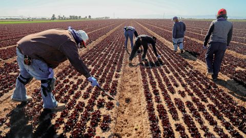 Los trabajadores agrícolas no inmigrantes que trabajan temporalmente aseguran la producción en Estados Unidos.