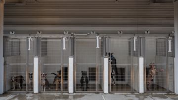 Más de 24 perros callejeros serán sacrificados en Georgia si no son adoptados