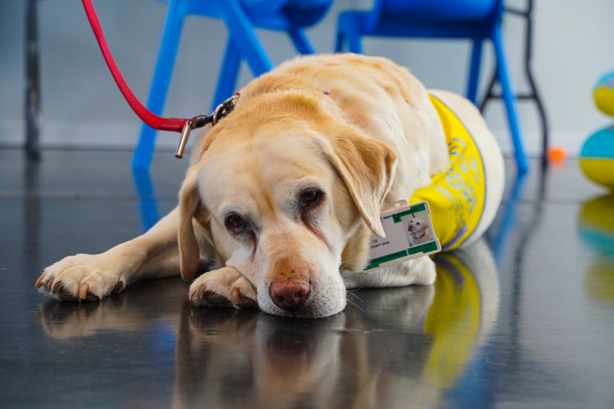 Test de inteligencia en perros: el labrador es el más trope