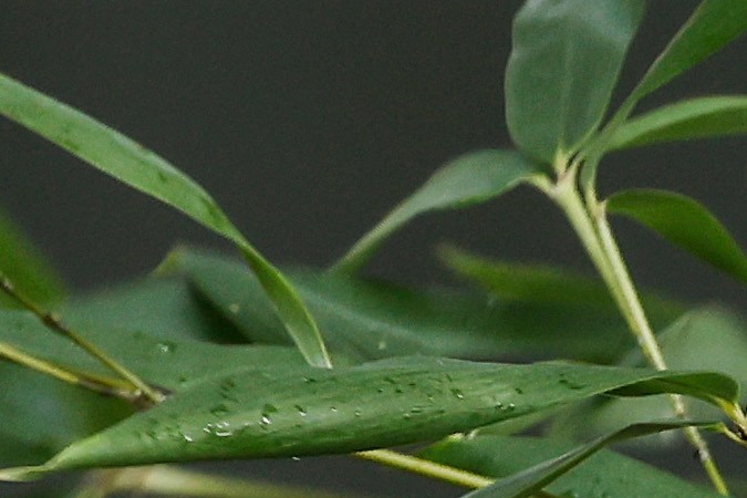 Zoológico de Washington devuelve sus pandas a China después de 23 años en EE.UU.