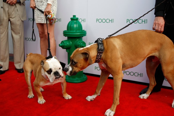 HOLLYWOOD, CA - MAY 03: Dogs meet on the red carpet at the grand opening of the fourth Pooch Hotel on May 3, 2012 in Hollywood, California. The Pooch Hotel is billed as a luxury hotel and daycare exclusively for dogs, first started in Chicago in 2004 and purchased by PETCO in 2011. (Photo by David McNew/Getty Images)