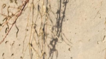 Abbott ordenó a la Guardia Nacional de Texas que custodie la frontera del estado.